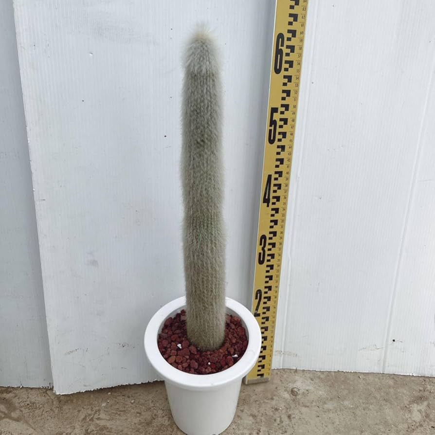 Amazon.co.jp: 多肉植物I 柱サボテン 吹雪柱 6号 ユーフォルビア Amazon.co.jp: 多肉植物I 柱サボテン 吹雪柱 6号 ユーフォルビア